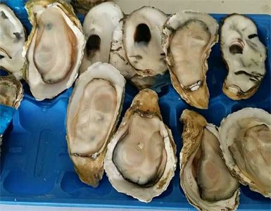 HPP oyster